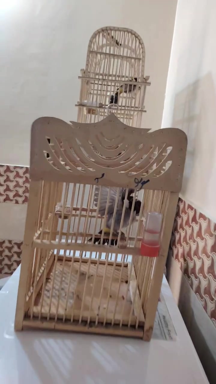 تك بلبل اليف طك جناح وتغريد مكاني بغداد بلحرية ***********
