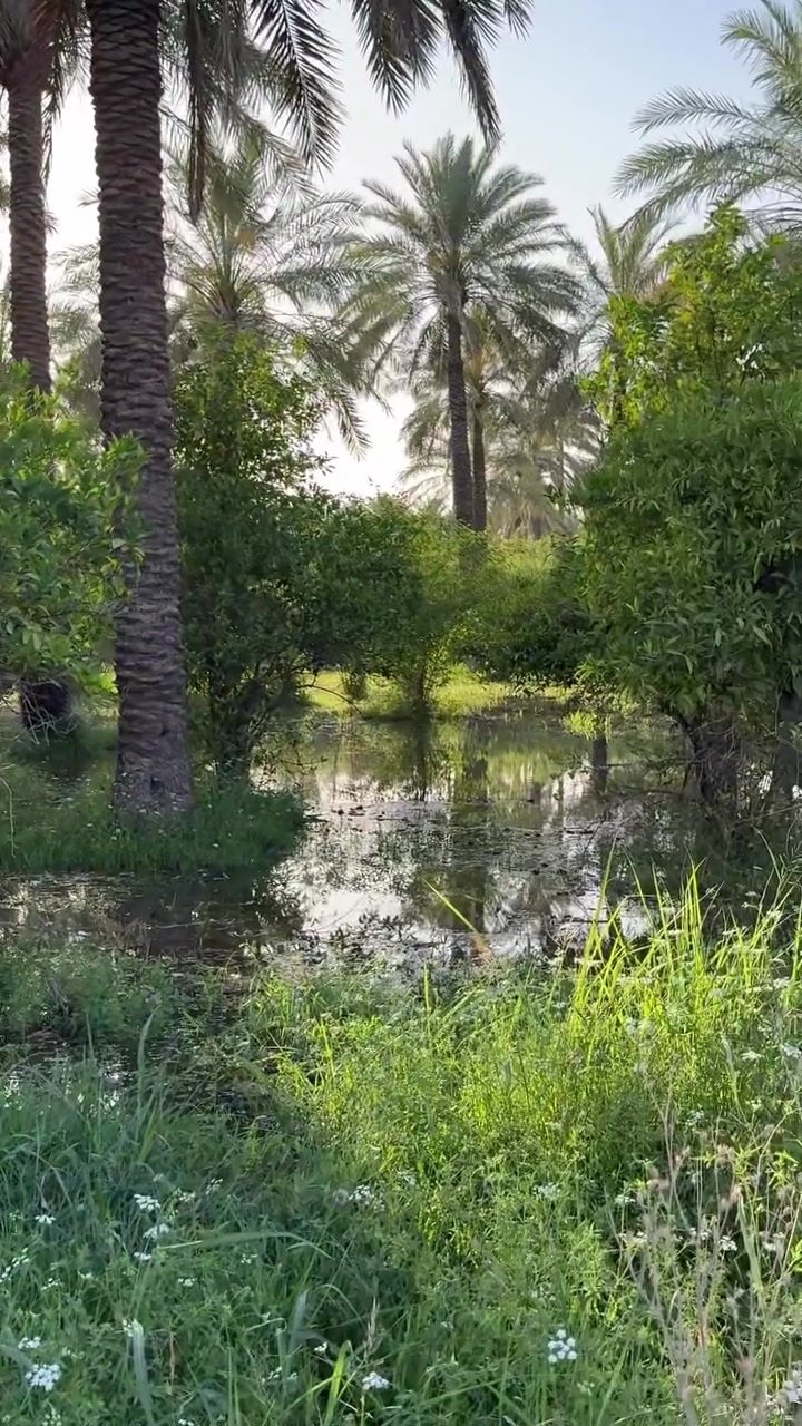 السلام عليكم 
دونمين الوجه60نزال83
طابوسند 25تحويل مباشر
تبعد100متر عن سدة الجعاره عرض الشارع10متر
العنوان بغداد المدائن الجعاره
***********
