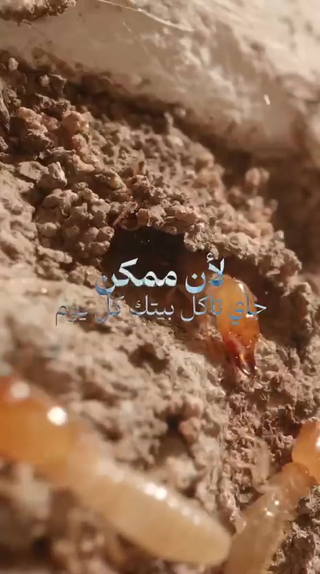 ( شركه
 مؤمل لمكافحه حشره الارضه وجميع انواع الحشرات🦗 المنزليه والقوارض) كوادر متخصصه لمكافحة حشرة الارضة .
💎كشف دقيق وموقعي. في جهاز السونار الأسترالي 
💎استخدام افضل انواع المبيدات المرخصة من قبل وزارةالصحة بدون رائحة وغير سامة  حيث ليس هناك الحاجة لاخلاء الموقع من سكانه 
نقدم لكم الحل الأمثل لمشكلة الأرضة والنمل الأبيض، حيث نوفر جميع مبيدات فايروسيه الفعالة ونسعى لخدمة العملاء على أكمل وجه، وتقدم الشركة خدماتها في أسرع وقت وتمتلك حلول فعالة وعصرية وغير تقليدية، يتم رش المبيدات فايروسيه حسب مساحة المكان، كما يوجد خدمات خاصة للمنشآت الهامة مثل المستشفيات والبنوك والمساجد ودوائر الدوله الشركات الاهليه
💎لاتستخدم الكلوردين او النفط للمعالجة
لدينا مواد صديقة للبيئة تستخدم لمكافحة الارضة وليس فيها ضرر على الصحة العامة
تعمل كوادرنا في جميع محافظات العراق
#يتوفر لدينا خدمه توصيل داخل وخارج محافظه البصره 
✅يتوفر لدينا #خدمةتوصيل لكافة محافظات العراق
العنوان البصره الفنجانيه قرب كورنيش المعقل
***********📞
وعلى مدار 24 ساعه

