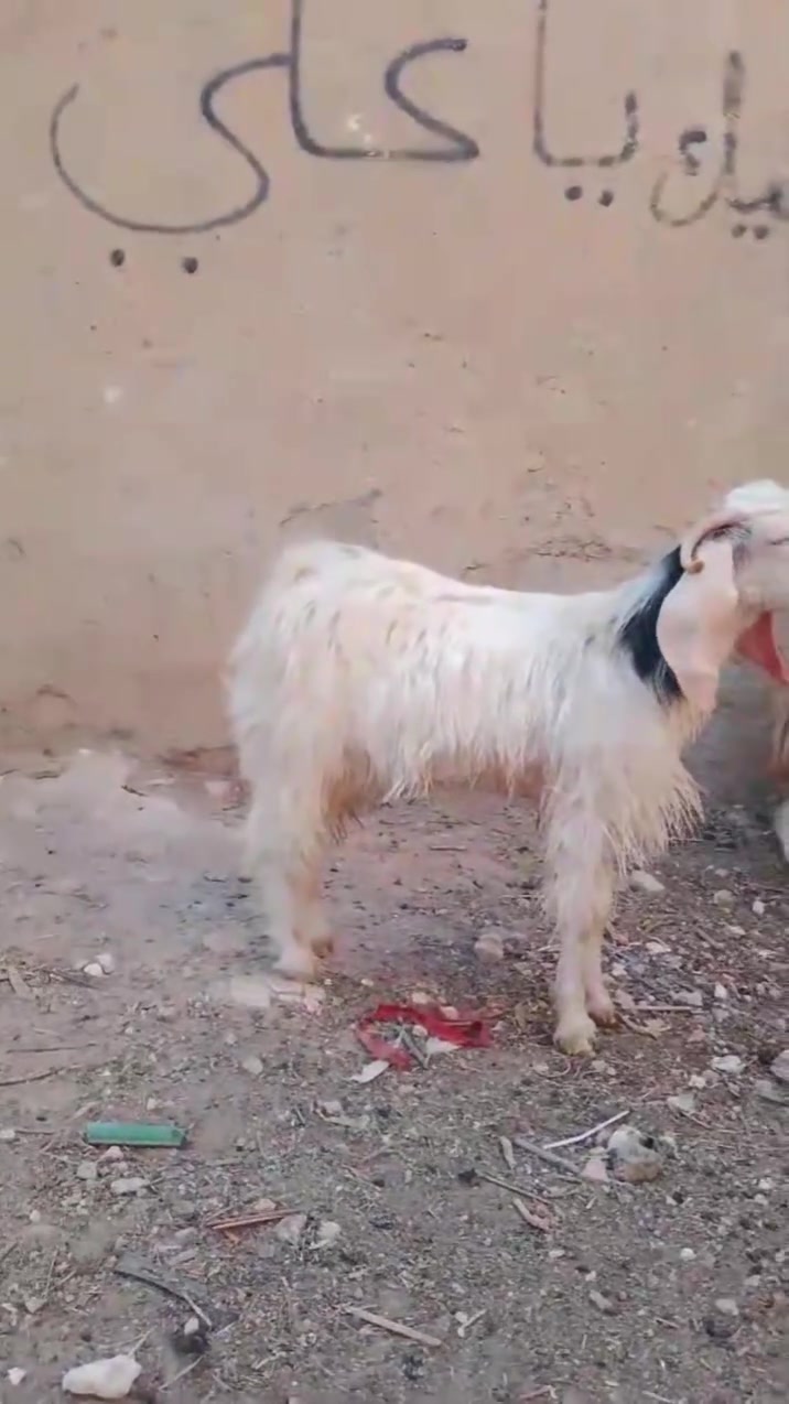 للبيع رقم هاتف ***********
