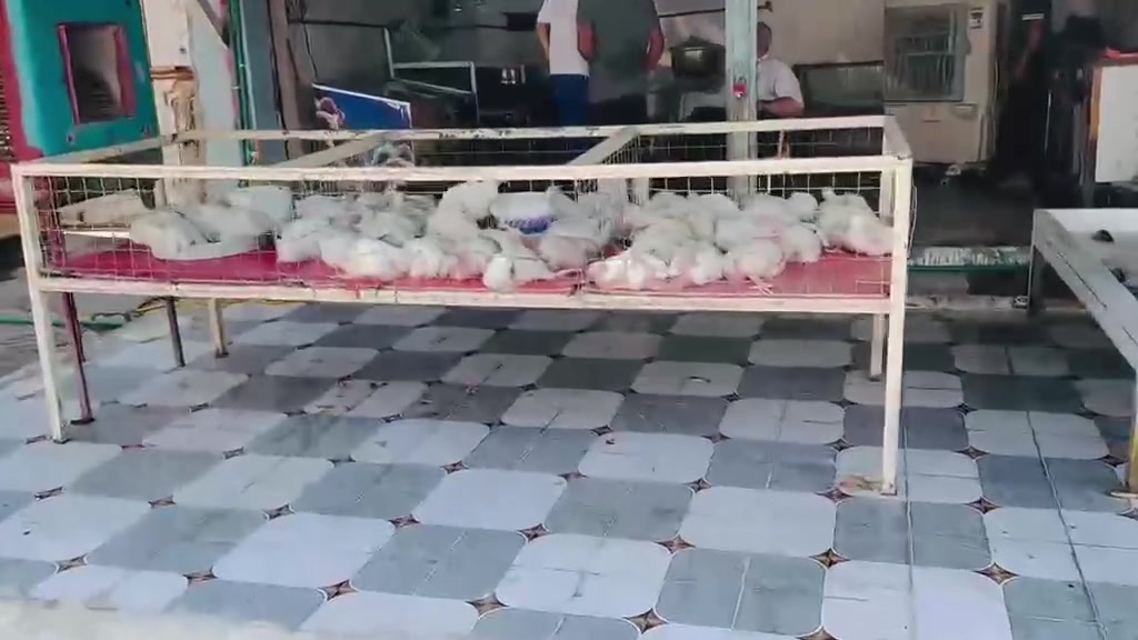 السلام عليكم 
*🐔🐟 مباشر من محل بركات محمد الجواد 🐟🐔*  

*بادارة: سيد علي*

شوفوا الطازج بعينكم 👇  

*✓* دجاج حي مذبوح أمامكم بنفس اليوم  
*    يوجد (صدر +افخاذ+ اجنحة + گبد) 

*✓* أسماك حية في أحواض  

*✓* تنظيف وتقطيع مجاني 

*✓* أسعار مناسبة ونظافة 100%

*📍 العنوان:* الرفاعي - ذي قار  

*📞 للطلب والتوصيل:* ***********  

*⏰ الدوام:* من 6 الصبح لحد 10 بالليل

*الجودة اللي تثق بيها... والبركة بكل بيت*  

#بركات_محمد_الجواد #اسماك_الرفاعي #دجاج_طازج #سيد_علي
