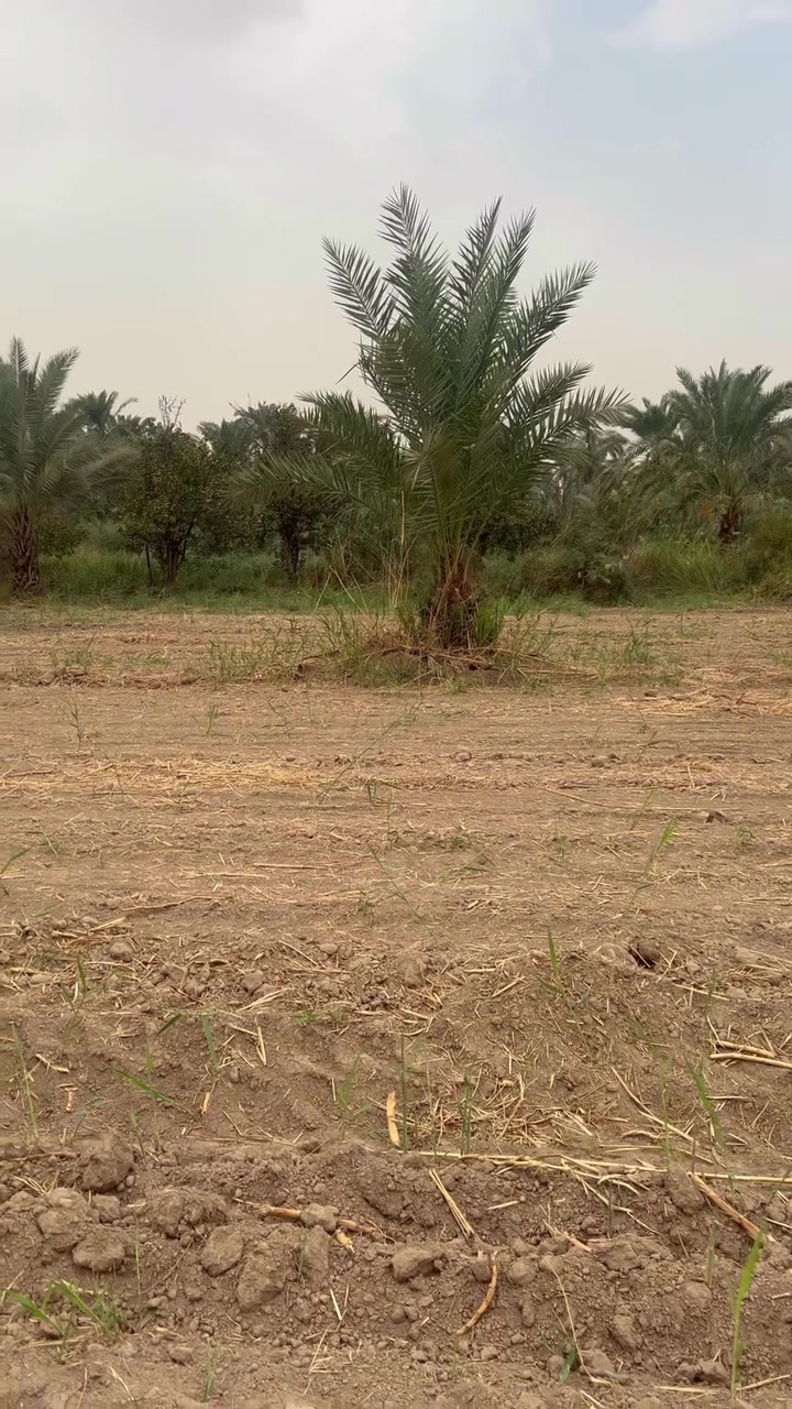 بغداد المدائن • للبيع • استفسار