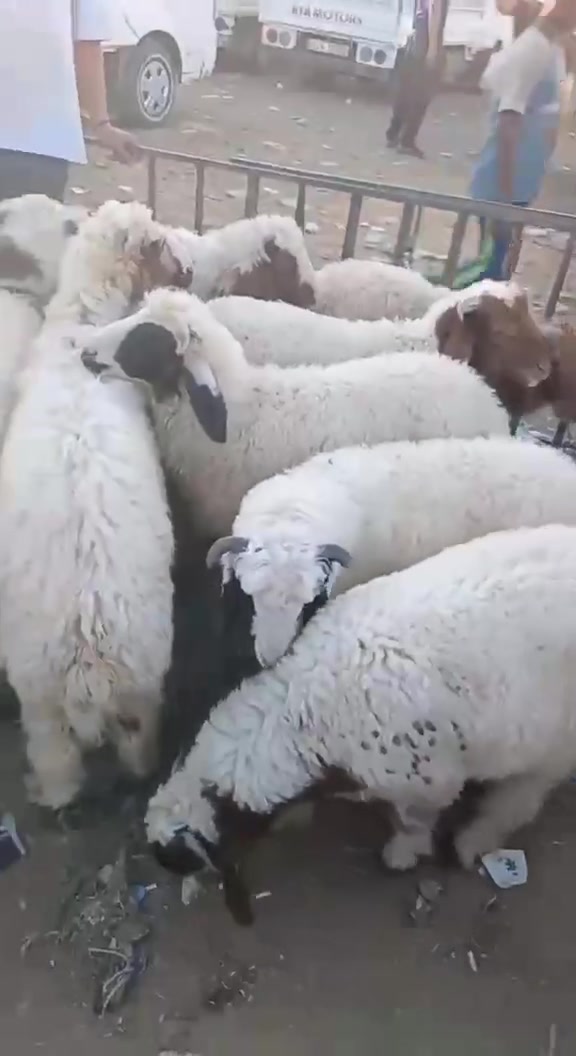 يا الله علئ بركت الله 
لحم غنم هرفي ب ٢٠ 
لحم عجل شرح ب ١٨ 
كبان طلي كامل ب ١٧ 
مكان بغداد الراشديه مقابل الكهرباء ***********
ذبح يوم بيومه
