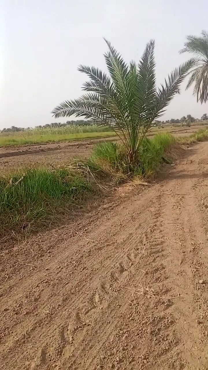 نخل • حجم كبير • قلع مع الطينة