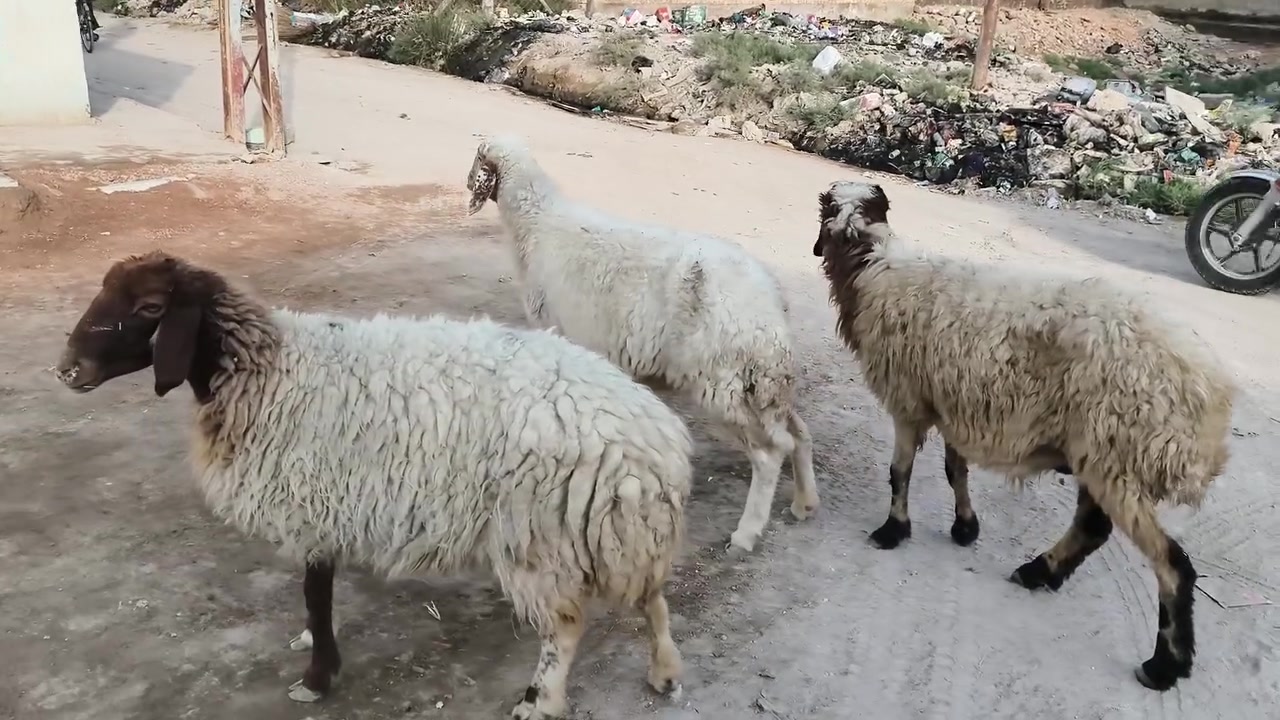 نعجات • ماخذات فحل • الديوانية