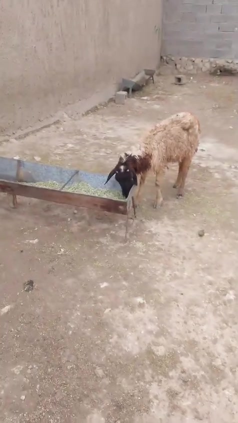 نعجه ام ثالث • بغداد • توصيل