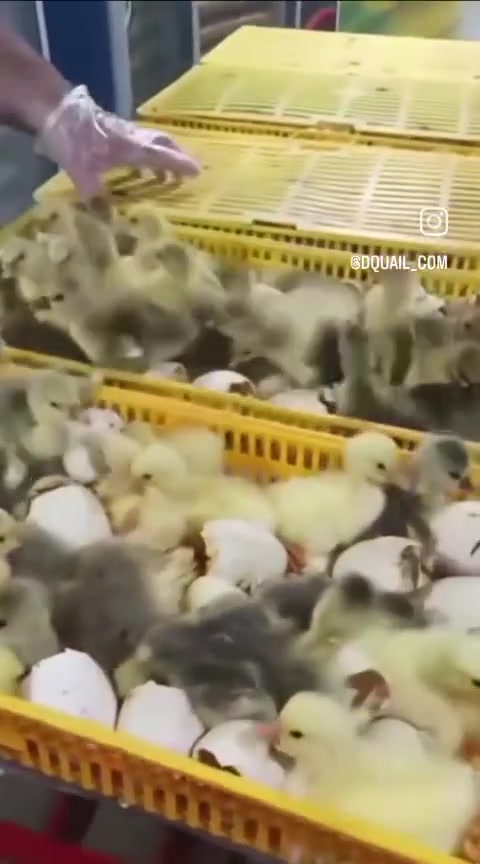 سڵاو لەبەخێووکەرانی پەلەوەر🐣
‏ٸەم جارە هاتینەوە لاتان بە باشترین جۆری 
‏مفقس 
‏بە باشترین کوالێتی و هەرزان ترین نرخ
‏زەمانی  12مانگ کارەبایی
‏ کە سیستەمی پلەی گەرمی و ڕادەی شێی و سوڕانی هێلکەی فول اۆتۆماتیکە✅
‏جەستەیەکی pvcهەیە کە دەتوانرێت بشۆردرێت
‏یەکسانی پلەی گەرمی لە سەرانسەری ٸامێرەکەدا
‏پێک هاتوە لە عەدەدی
 1850هێلکەی
 588هێلکەی
‏    بۆ زانیاری زیاتر پەیوەندیمان پێوە بکە
‏*********** 📲
‏*********** 📲
‏
