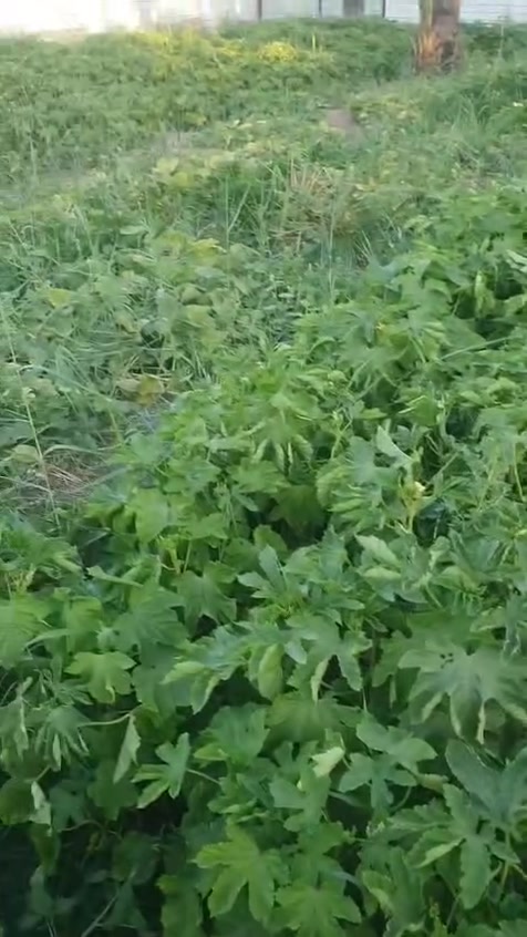 لبيع 1200متر سند25 خدمات ماء ساقي مثل ماواضح الفيديو العنوان قريب على سدات بيت حسوني لشراء اتصال مباشر ***********
