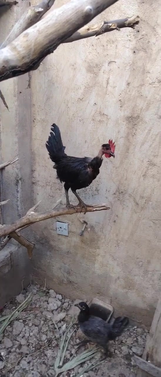 فروجات 2 وديج العدد 3 
 ديالى جديدة الشط 
***********
السعر 35 كلهن
