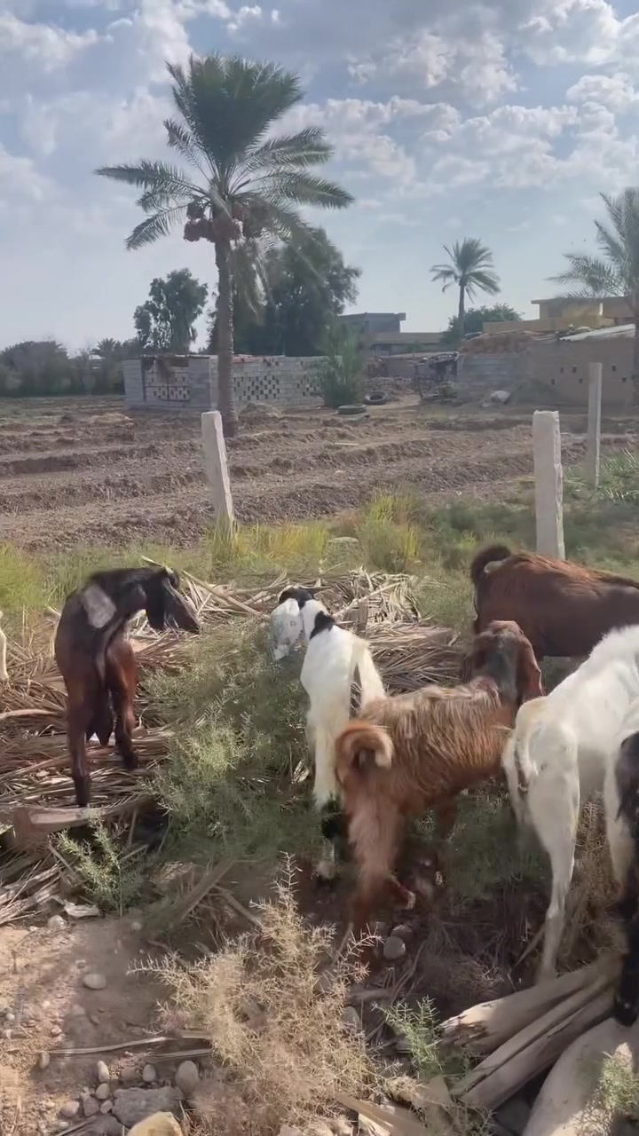 من رخصة الادمن المحترم 
الاستفسار على الارقام 
‭***********‬
‭***********‬
مكاني طارمية ناحية المشاهدة 
يوجد توصيل داخل بغداد
