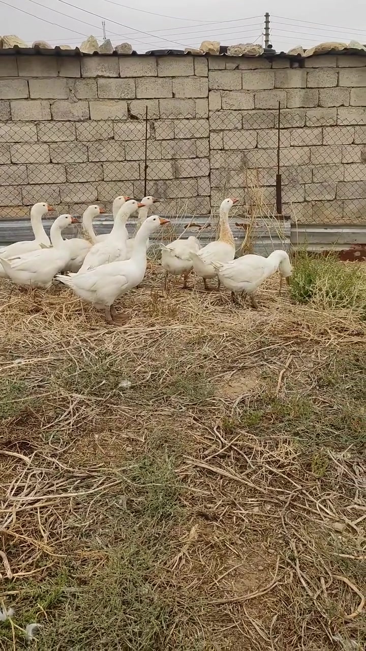 شاميات • للبيع