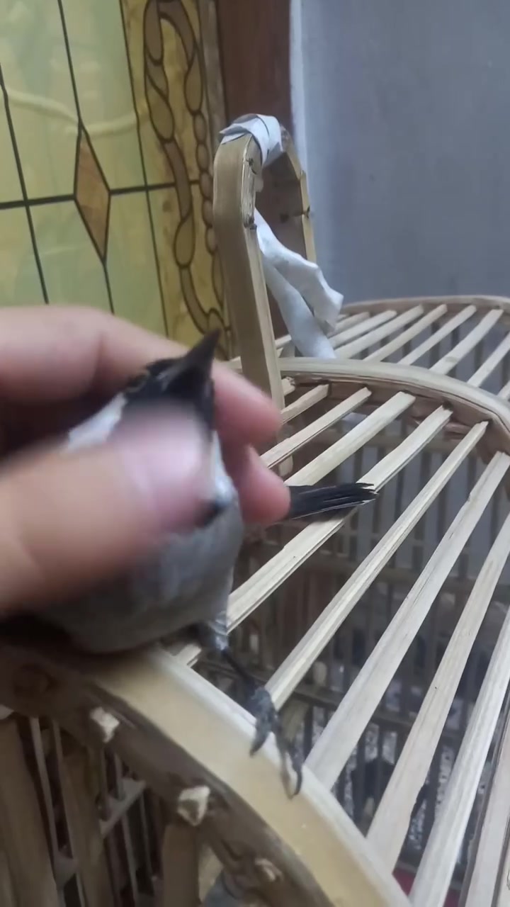 السلام عليكم عندي بلبل نوع جنس ما اعرف فول اليف يطلع بره  برواز فول نضافه ميه من ميه مكاني بغداد كماليه  رقمي ***********  سعر ٨٠ الف بالعافيه على ياخذه
