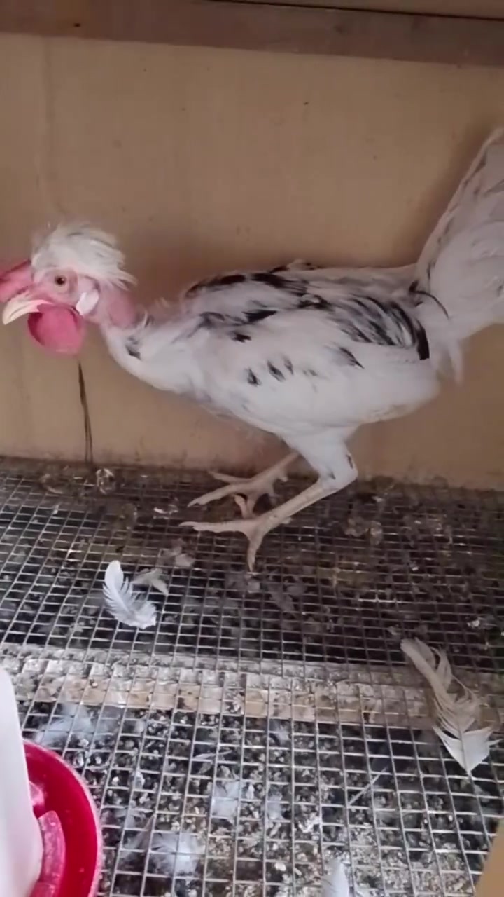 ديوكه • عدد ٢ • الهوير