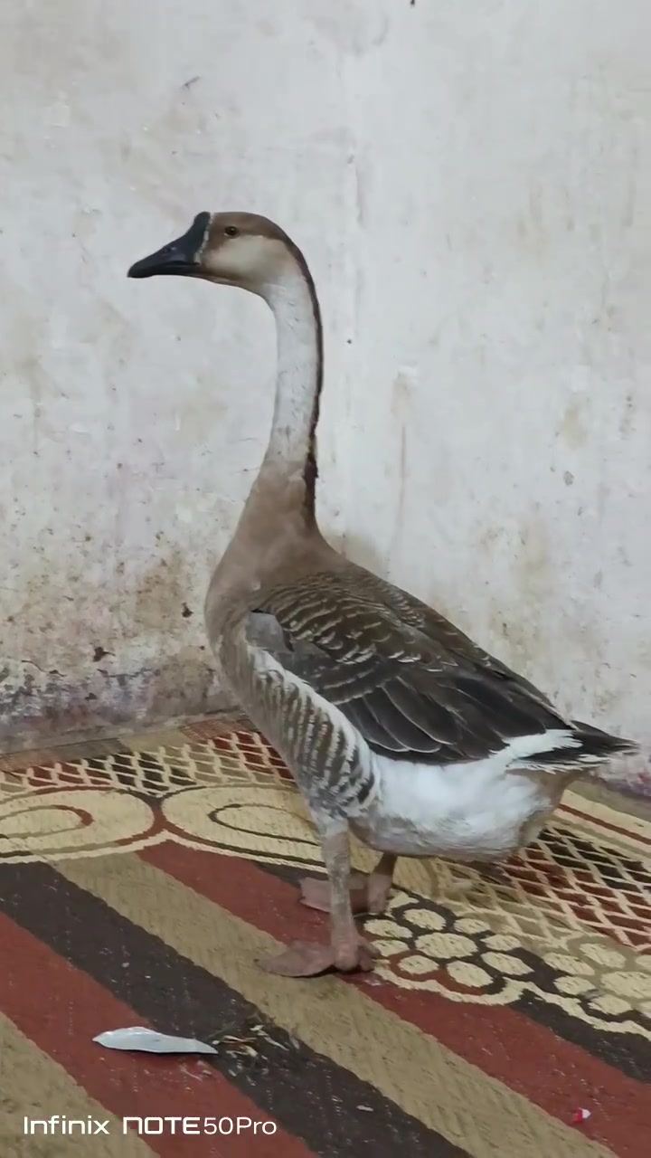 خط أول • ضخمه • هوير قرب نفوس