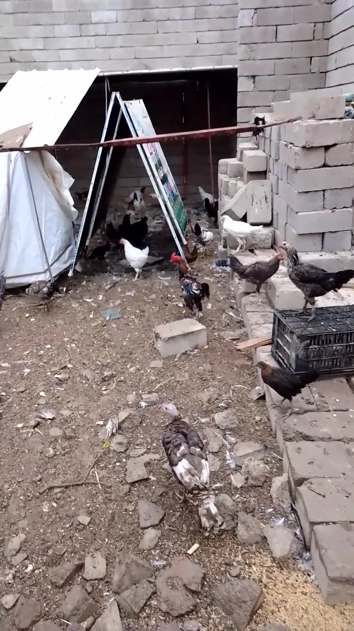 للبيع
دجاج العرب على 12
كلهن شلع 

والشيش 
الكبار على 30 
و الصغار على 15 

الموصل حي التعليم 

 ***********
***********
