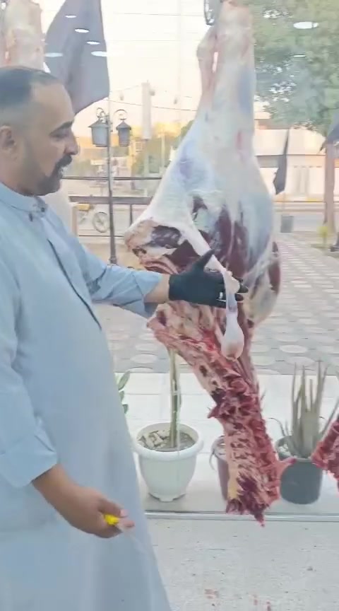 بسم الله الرحمن الرحيم يالله
ليوم الاثنين  10/8/2026يعلن مطعم الماجد و قصابه الماجد عن بيع الحم عجل عراقي 
شرفونا وگل الهلا بيكم 
عنوان المسيب حي المعلمين مجاور اسواق الباشا   
***********
