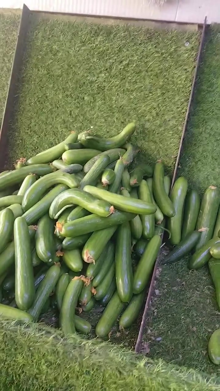 الفلوجه • مسواك • توصيل