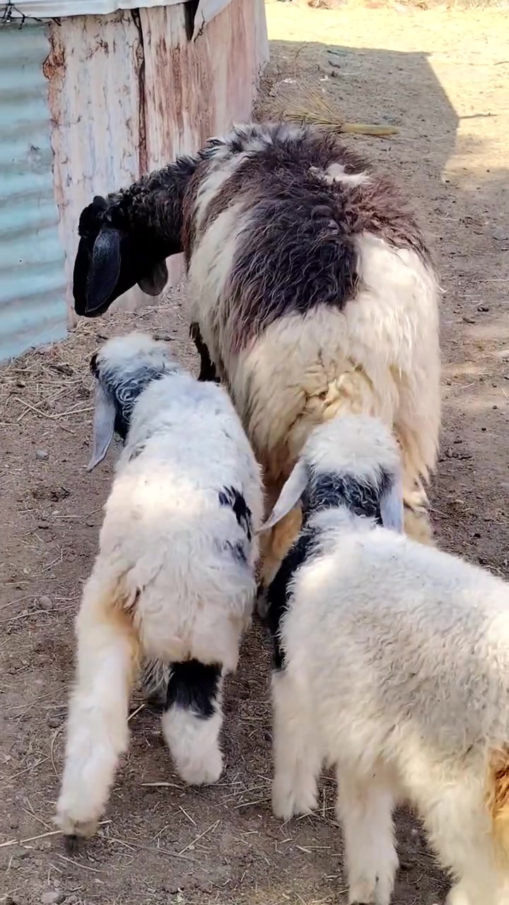 للبيع نعجه وراهه توم فطايم حانيه فوك بناتهه شرط على كل عيب وين عشاق لاعشم مكان الانبار الحبانيه كولكم ***********
