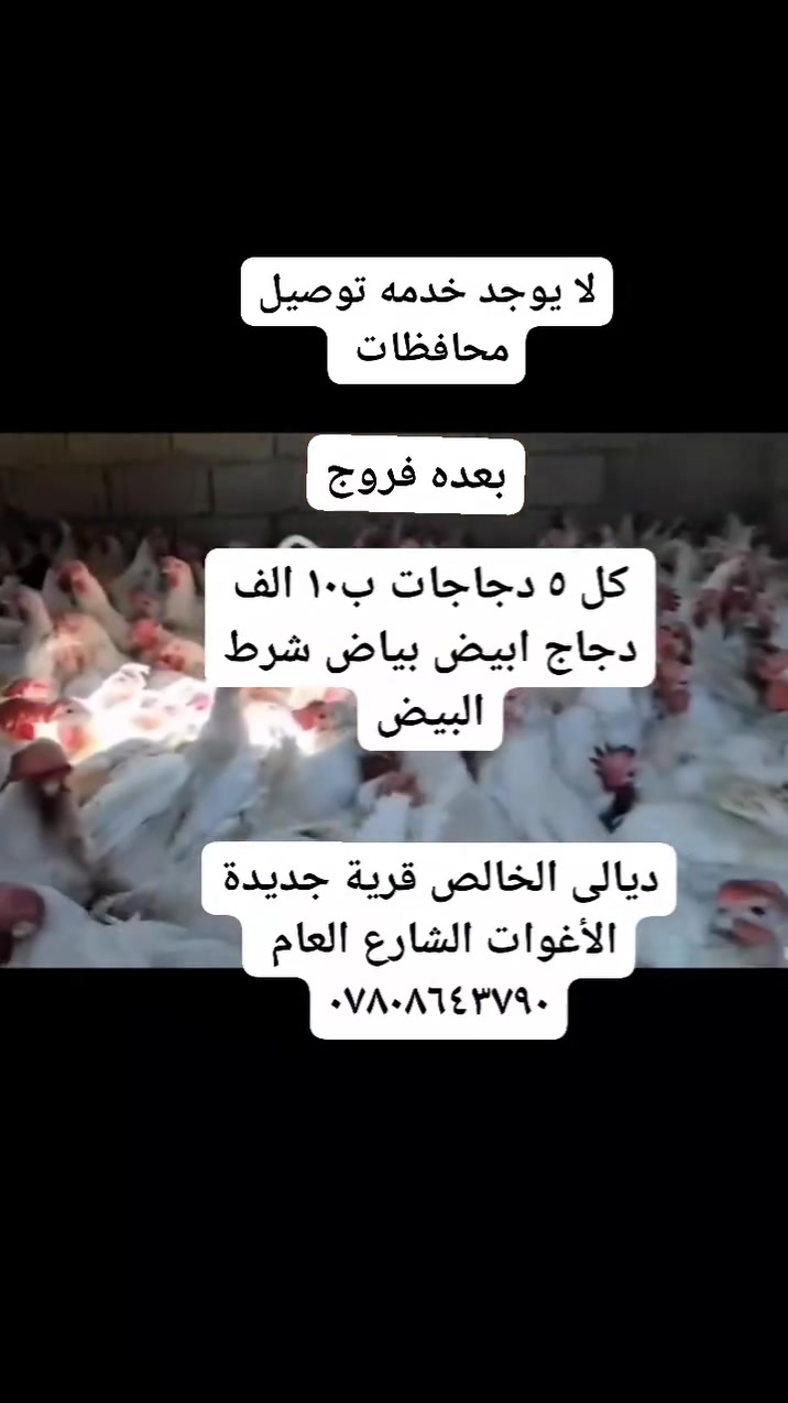 لا يوجد خدمه توصيل محافظات 
كل ٥ دجاجات ب١٠ الف دجاج أبيض بياض شرط البيض منكار كامل وريش كامل ديالى الخالص قرية جديدة الأغوات الشارع العام مجاور محلات ابو عقيل الكصاب العبيدي***********
