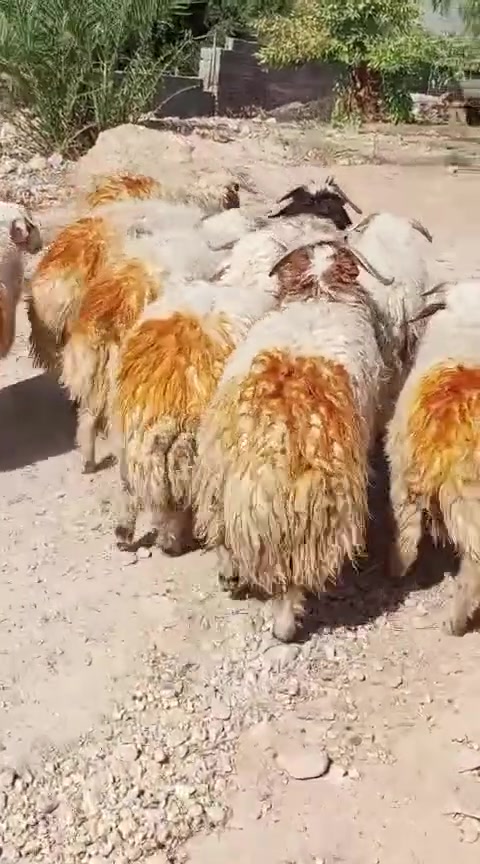 السلام عليكم متاح ٩ طليان مالات كصابه قافلات لحم سعر الزوج ٨٥٠ العنوان حديثه حقلانيه يوجد توصيل حسب الاتفاق للاستفسار الاتصال على الرقم ***********
