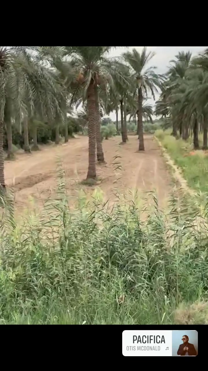 تاج الدين بغداد • بستان نخيل • دونمين الا ربع