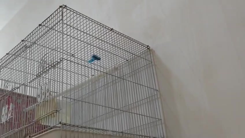 قفاصه حجم جبير ثنين واحد بيه خانه كلش نضيفات سعر خاص مكان كربلاء حي الوفاء
***********
