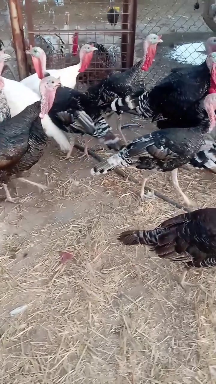من رخصت مدراء الكروبات المحترمين للبيع 10فحل فسيفسه +12نثيه فسيفس عرب اصلي عنواني بابل محاويل قرب معارض السيارات الرقم ***********
