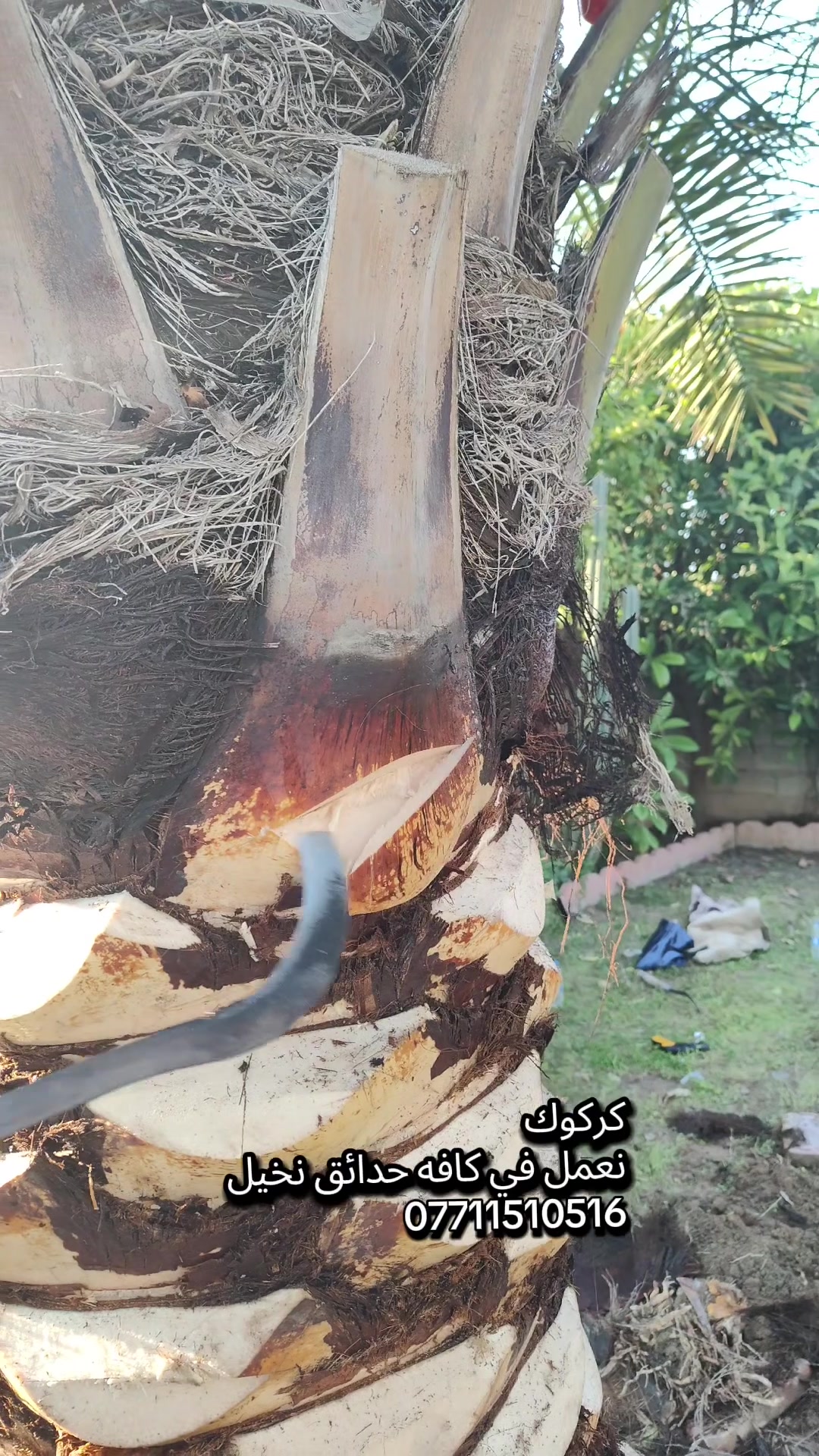 🌴 من كركوك نبدأ… ومع النخيل ننجح
نعمل في النخيل والزراعة ونقدم خبرة عملية لتطوير الإنتاج 🌱 للتواصل:***********
إذا تريد إنتاج أفضل ونخيل أقوى، تابعنا وتعلم أسرار الزراعة الصحيحة 💪
💡 خبرة… جودة… عطاء
📍 كركوك
#كركوك
