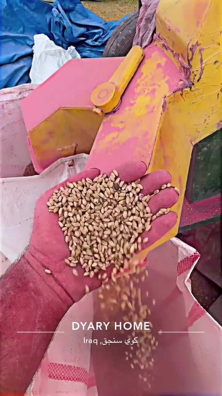 گەنم کۆیە ١٨ بۆ فرۆشتن 🌾✅
ماشاللە هەتا بڵی قەڵەو جوانە ✅
گەنمەکە پارەکە بۆ خۆم بە کەپسی کریومە ✅
بەشەرتی یەک تۆ دەی فرۆشم ✅
       هەباشە کراوە لە فەردەش کراوە✅
شوێن کۆیە ✅
***********📞
ئادمین گیان ئەم پۆستە وەرگرە .

نص مكتوب في الصور:
- DYARY HOME
- كوي سنجق Iraq