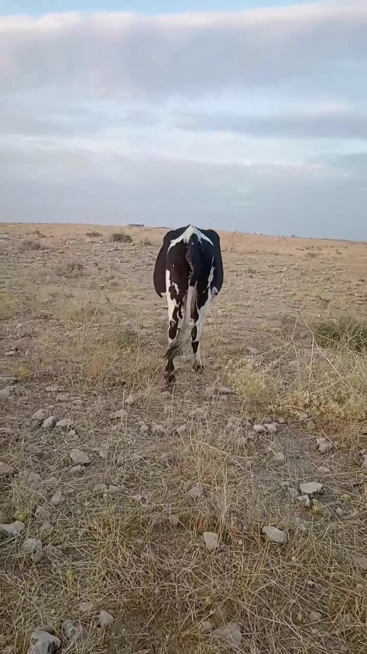 السلام عليكم بگر عشر للبيع المكان قريه امنيره قرب جسر امنيره حلال مكفول وأمين ***********

