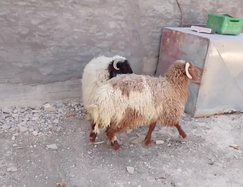 بسم الله الرحمن الرحيم 
اخوان زوج طليان جباش ماشاء الله ♥

خشان وشكل لا تسئل طليان ردتهن ربط ردتهن لحم  تبارك الله 

يرهم واحد ويرهمن سويه 

اسمع تفاصيل واتصل 

توصيل موجود داخل محافضه الانبار شراي يتواصل وياي ويدلل رقمي بي واتساب ***********

اخوكم... احمد المحلاوي

