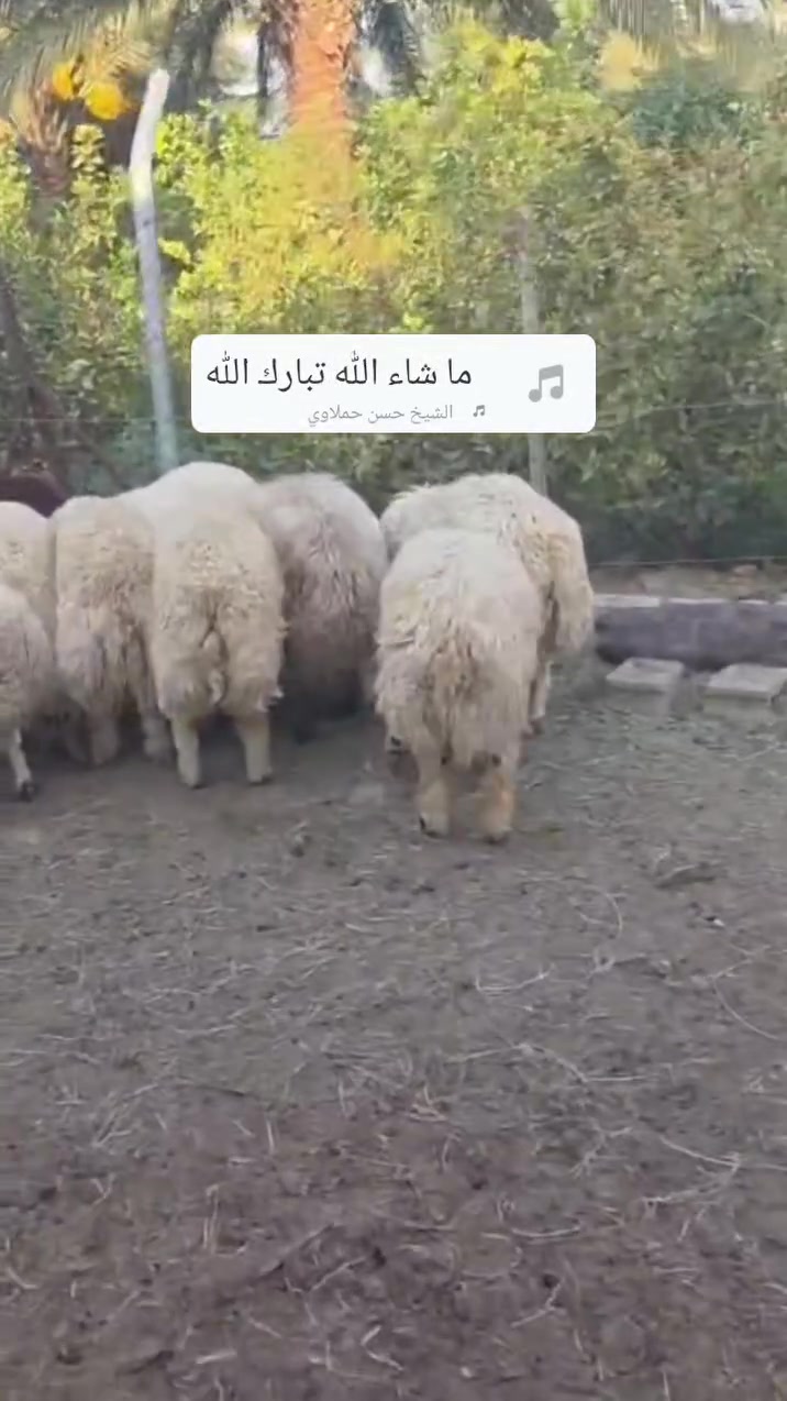 بەرخی ئەم سال عەرەبی بە شەرت تام ،بۆن،کولانن خۆت هەلێ بژیرەو بۆتێ سەرەبڕم( 15)هەزار لە خزمەتانەیە ***********
