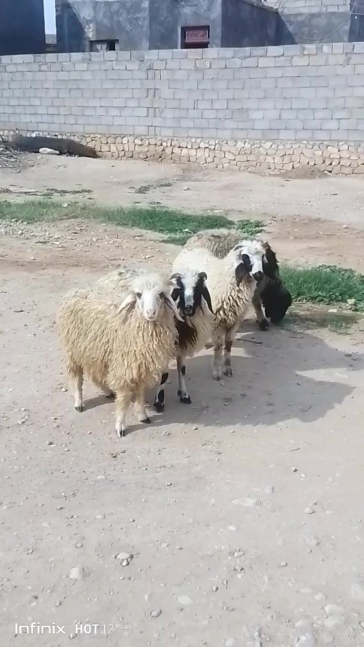 القائم الكرابله • ثلاث طليان • انفينكس هوت ١٢