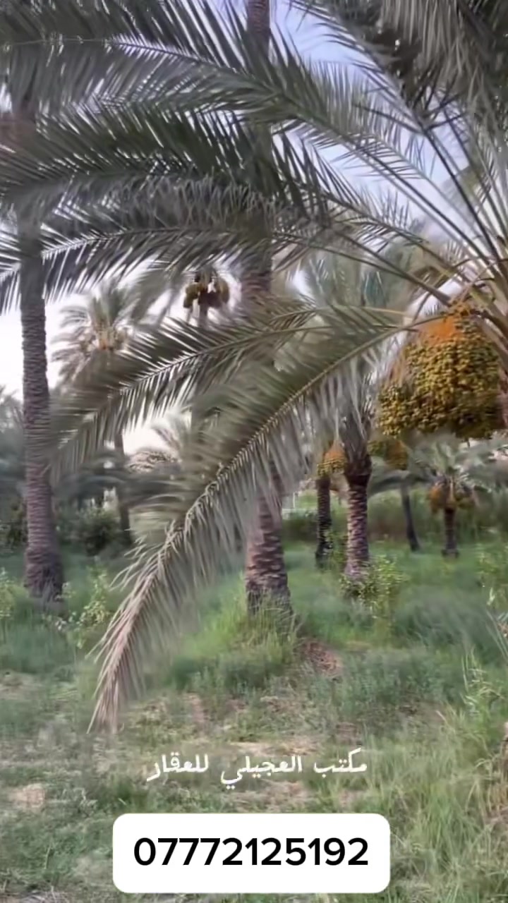 🌴 فرصة مميزة للبيع في قضاء المدائن 🌴

للبيع بستان طابو ملك صرف بموقع مميز في قضاء المدائن، بمساحة دونمين، مناسب للسكن والاستثمار الزراعي 🌿

 ✨ يحتوي البستان على:
🌴 أكثر من 70 نخلة
🌳 أكثر من 100 شجرة
📜 طابو ملك صرف
📐 المساحة: دونمين

💰 فرصة ممتازة لمن يبحث عن بستان جاهز ومثمر، يجمع بين الاستثمار والطبيعة والخصوصية.

📞 للاستفسار والتواصل:
***********
***********

🔥 للمهتمين الجادين فقط

ارخص العقارات في بغداد

