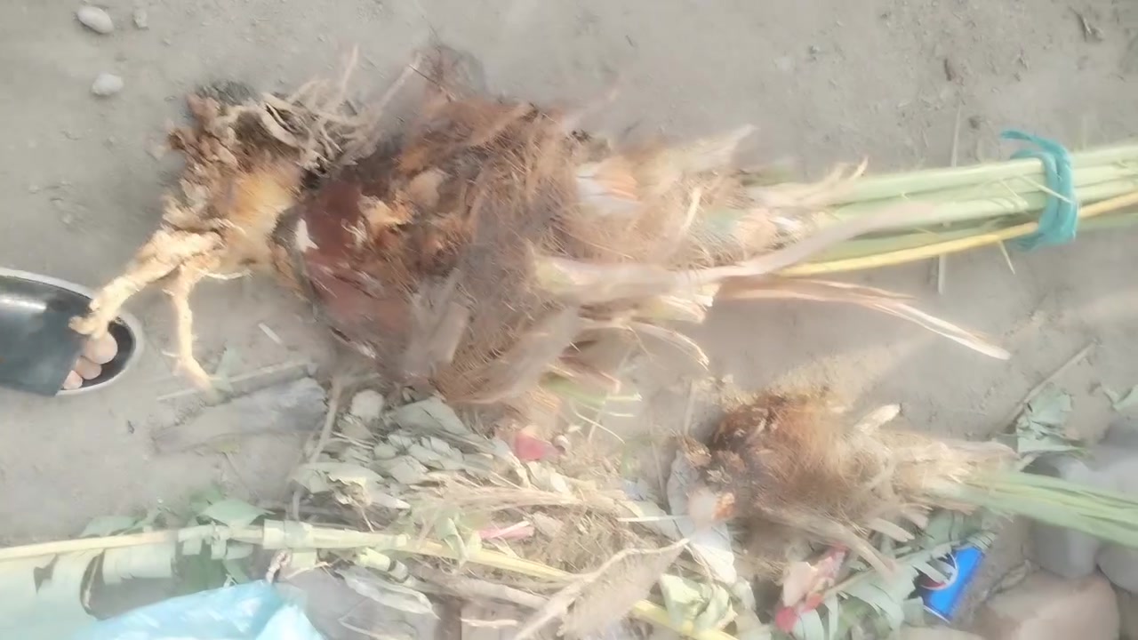 فسائل نخيل • مشتل الزهراء ميسان • برحي
