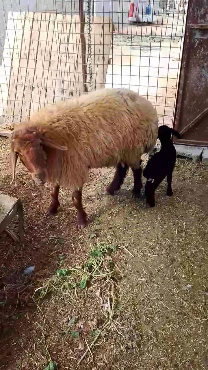 نعجه مطفل  
بعدها كركوره  مبدله سنين  
شرط نصاح ما شالله 
 صار لها 4ايام ع ولادها ما شالله 
وراها طلي 
***********
