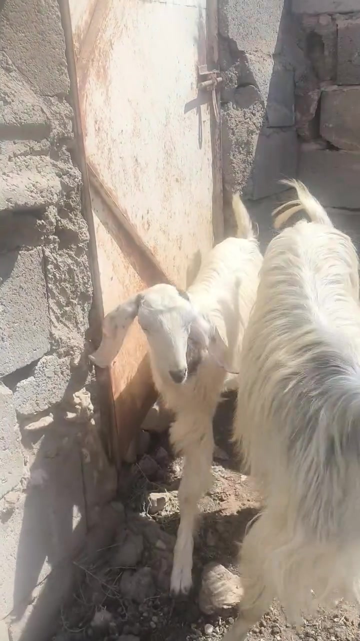 اللهم صلي على محمد وآل محمد 🌺
اجذعه اول بطن خشنه وره اصخله عنز مال جنيه رقم واحد سعرها جوه السوك 
بلاش ب 350
مكاني حديثه شيخ حديد يوجد توصيل حسب الاتفاق لشراي يتصل ويدلل 
اخون عنز مال جنيه شرط النصاح 
***********
