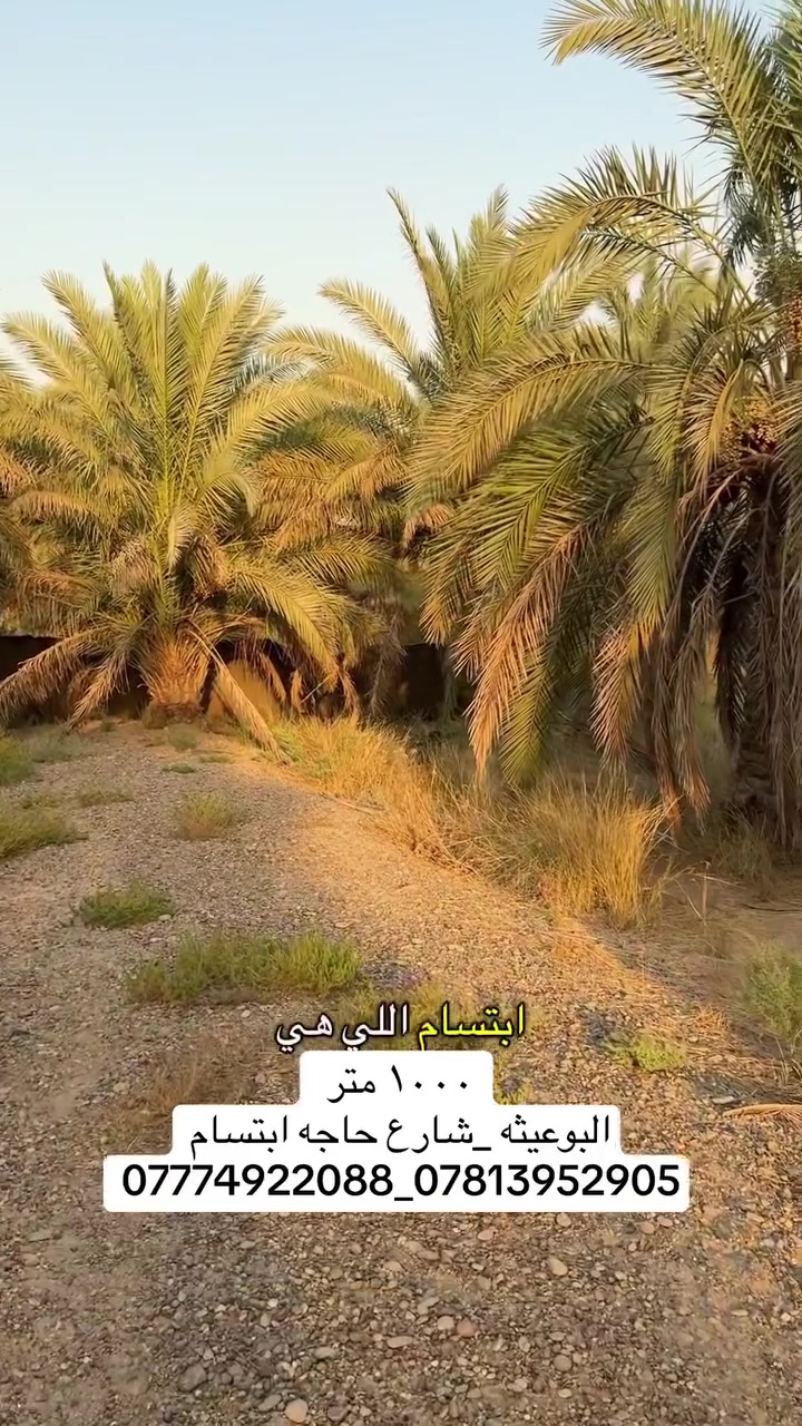 1000 متر (بستان نخيل) #البوعيثة شارع حاجه ابتسام
***********_***********_***********
