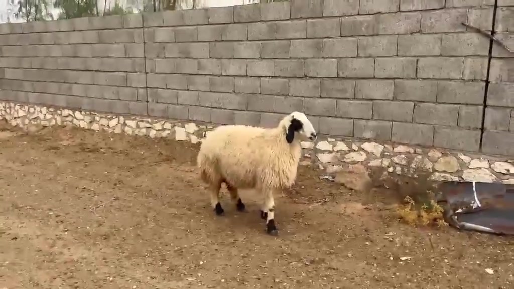 نعجه • فحص سونار • حديثه
