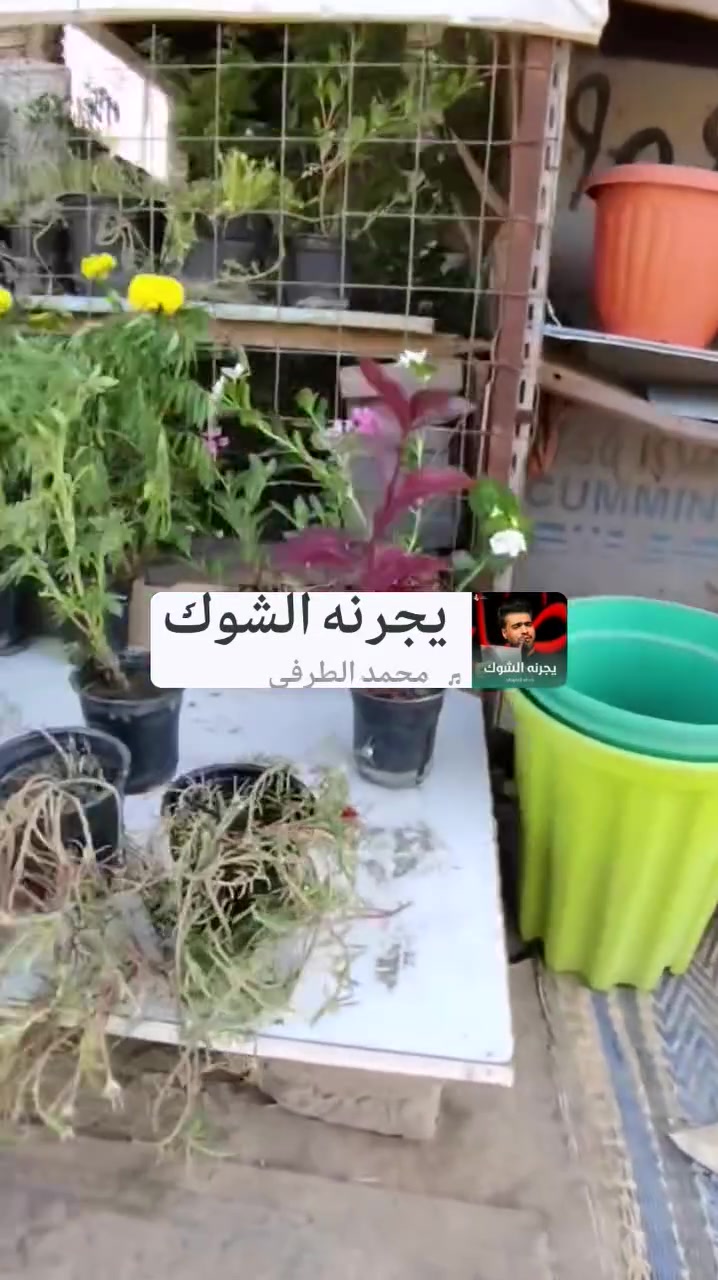 مشتل الربيعي سوق الشمري قرب عيادة ابو رافد مقابل خياطة احمد العكيلي النهروان موبايل *********** واتساب يوجد اكاسيه مصري اكاسيه شمعه دان جهنمي جوري متسلق ياسمين أحمر ثيل هندي ياس. عين البزون شجري. واشنطن البيزيا لبخ.. دمعة طفل.. جعفري. ورد الصباح ألوان... علاج النمل.. بتموس انواع السماد.. دم العاشق انواع ورد جوري.. رازقي.. ويوجد زميج.. وأنواع السندانات
