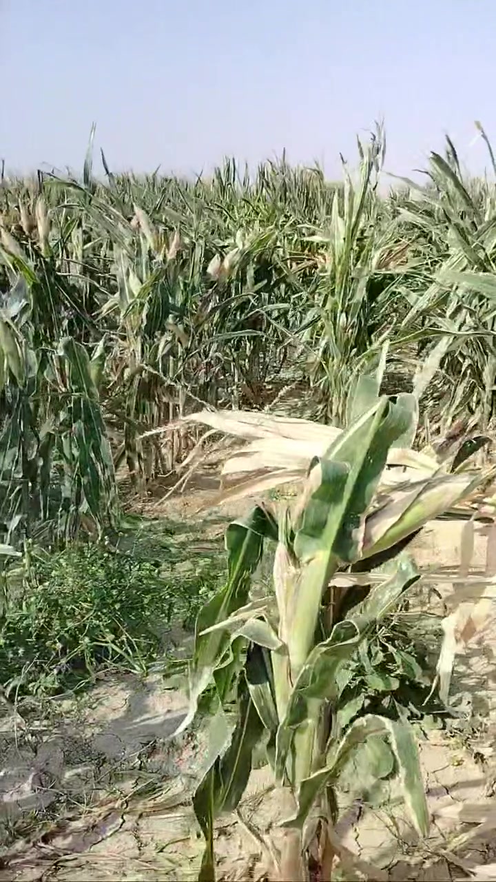 ١٤ دونم • جاهزة للحصاد • قاطع البوحمدان