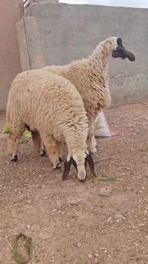 فطايم كريشيات • عدد ٢ • توصيل