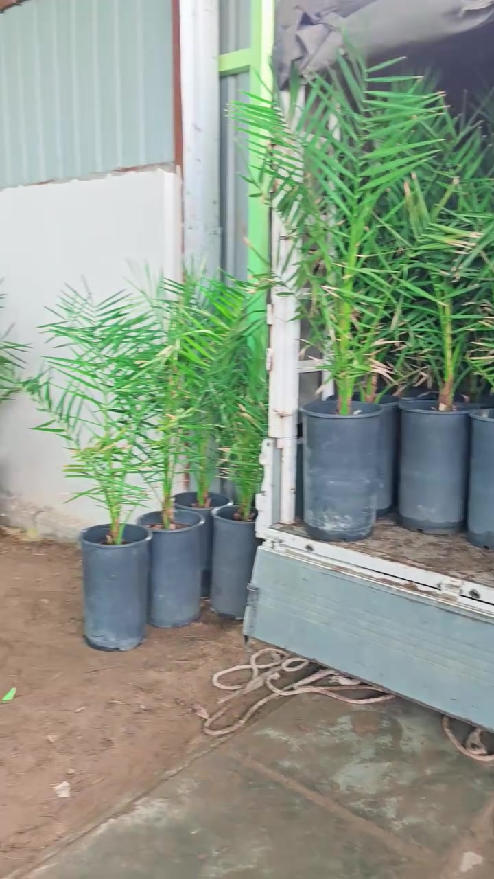 *🌴  مشتل سلام  الشمري للنخيل   🌴*
*ثقة - ضمان - جودة عالية* ***********

بتاريخ * 4 / 10 / 2026*

تم بفضل الله تجهيز الأخ *صادق من محافظة بابل - ناحية جبلة*
بفسائل *البرحي النسيجي*
بعمر *3 سنوات وأكثر* - حجم كبير وجاهز للزراعة

وتم تزويده بـ :
✅ كارت ضمان أصلي
✅ شهادة صحية صادرة من دائرة زراعة محافظة واسط
✅ منشأ من مختبرات رصينة ومضمونة 100%

---

*إخواني الكرام يتوفر لدينا :*

🔹 برحي نسيجي
🔹 مجهول نسيجي

بأحجام مختلفة من عمر *سنة إلى 3 سنوات*
أحجام كبيرة وصغيرة - كلها مجذرة ومضمونة

*📍 العنوان: واسط - قضاء الصويره / مجاور محطة 
وقود ديار شمر
للحجز والاستفسار :
📞 [ ***********
📞 [  ***********
