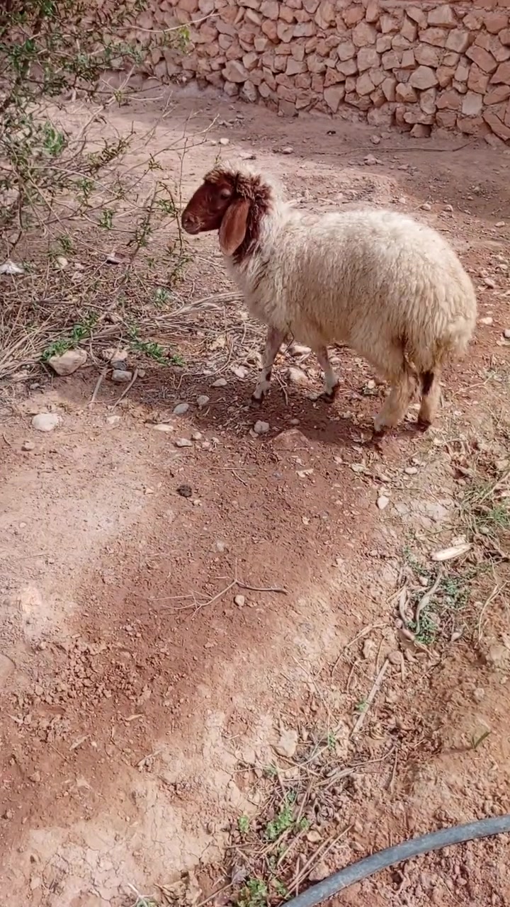 فطيمه • شرط النصاح • حي تنك
