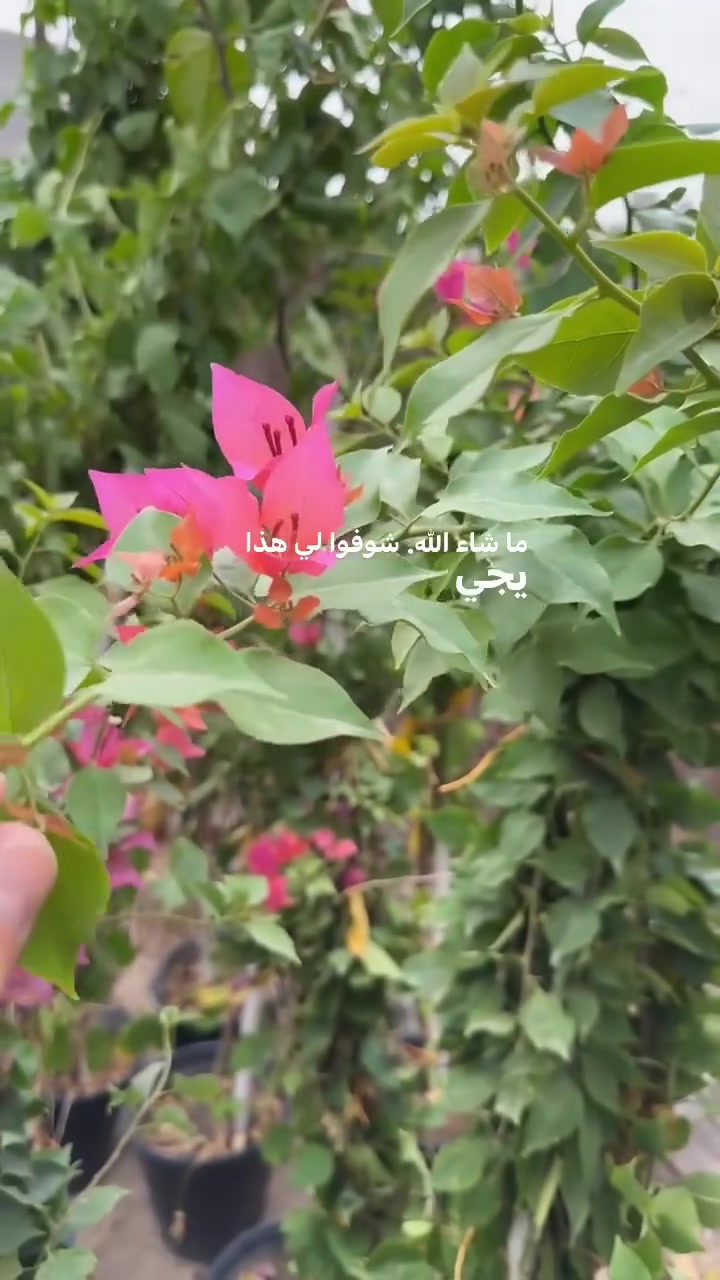 مشتل ابو مهدي • الجهنمي المتسلق • قضاء بلد