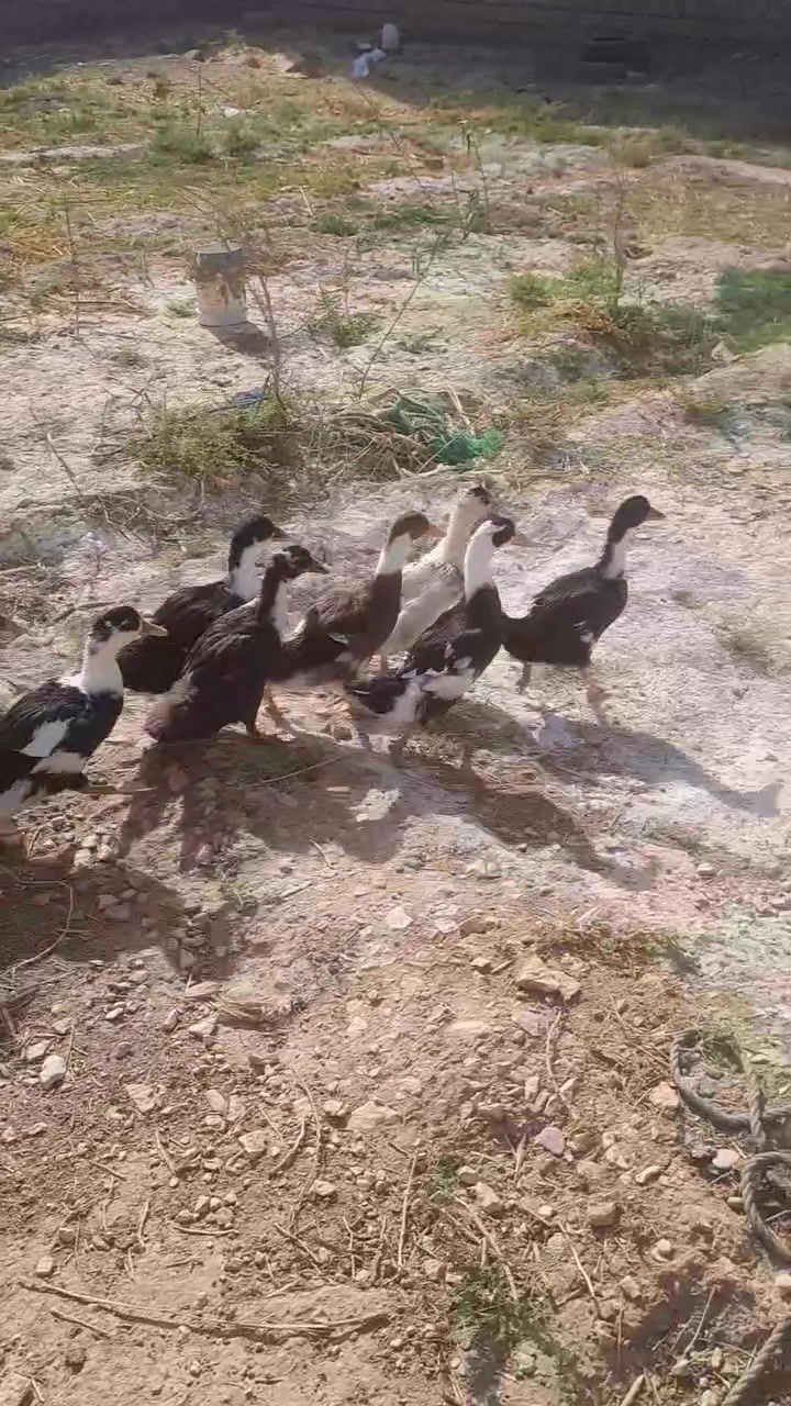 متاح بط عادي 
***********
