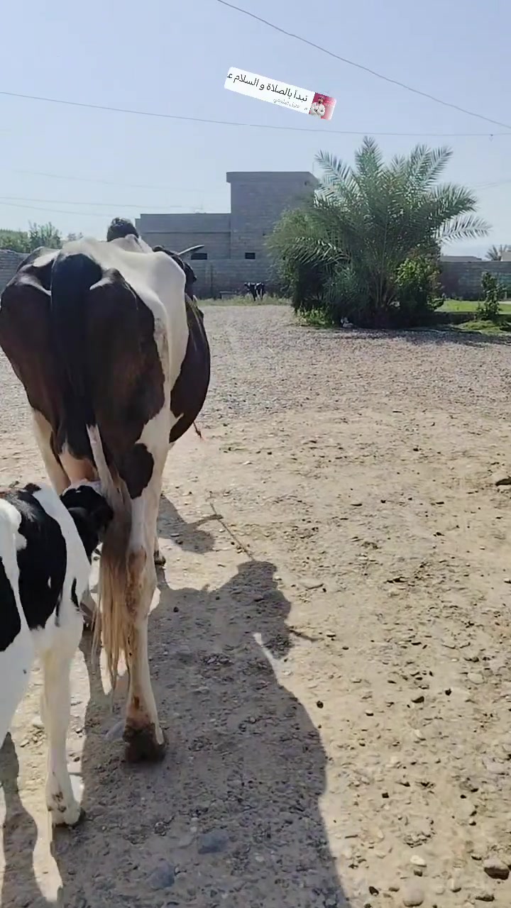 بقرة زراعيه • ولاد جديد • مكفله