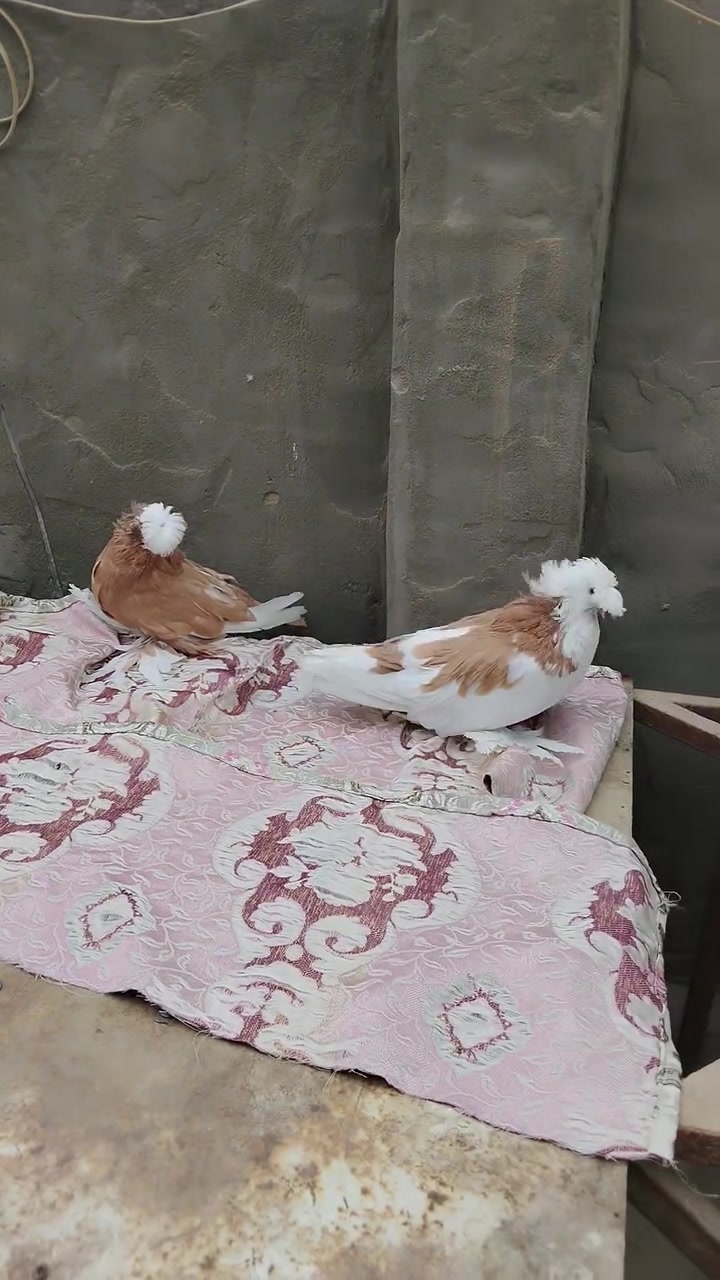 بخاري • افحله • عدد ٢