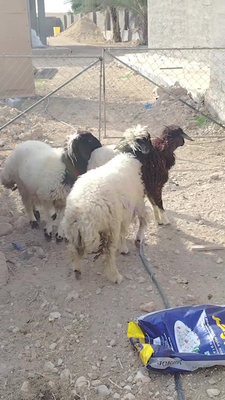 ٣ دجاجات • معالجات • حديثه آلوس