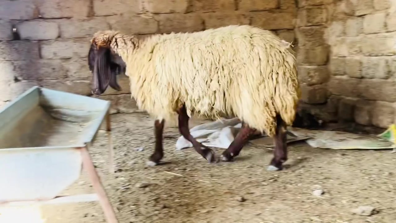 دجة حمدانيه • خشنه • العلم سمره